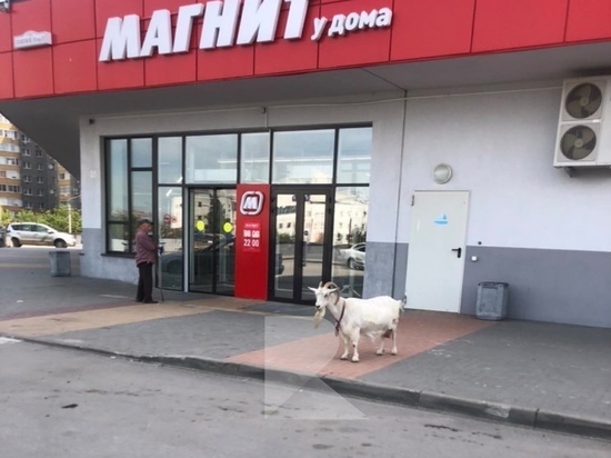 На улице Зубковой в Рязани сфотографировали потерявшуюся козу