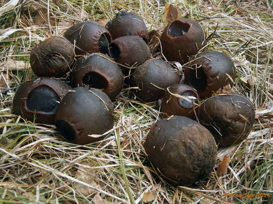 В Бурятии нашли два новых вида съедобных и лечебных грибов