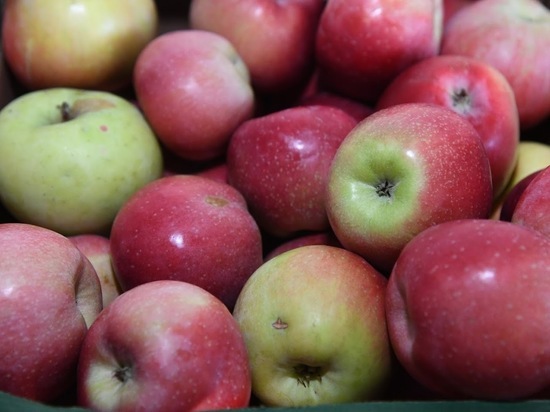 Ученые выяснили, что яблочный уксус помогает снизить уровень сахара
