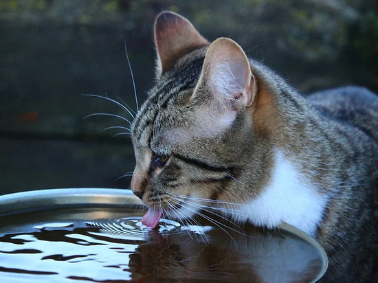 14 улиц Смоленска останутся без горячей воды на две недели