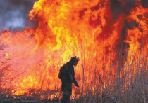 Аномальная жара в европейской части России заставила опасаться лесных пожаров - только дымовой завесы сейчас не хватало
