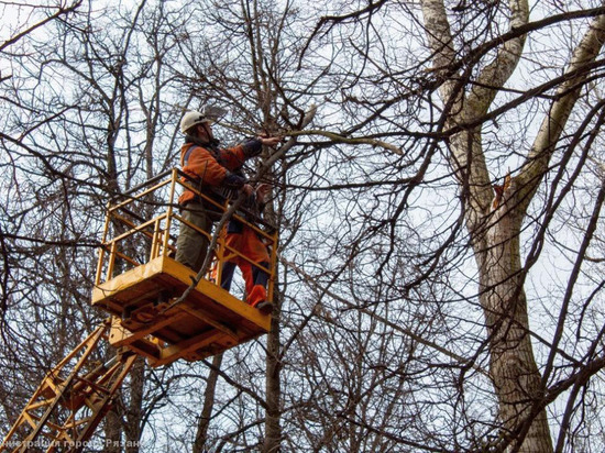 В Рязани создадут дополнительную бригаду для сноса аварийных деревьев
