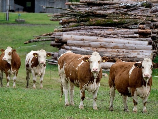 Схемы эвакуации скота из зоны паводка разрабатывают в Приамурье