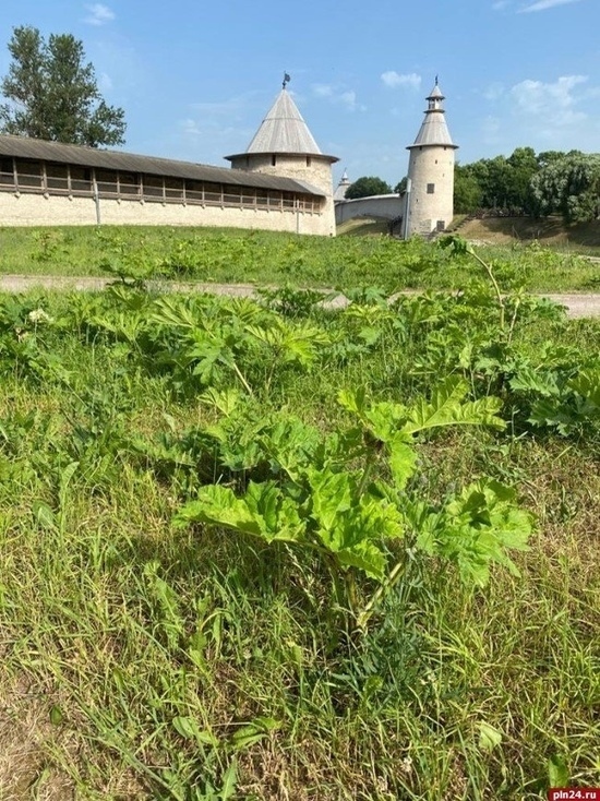 Борщевик подобрался к стенам Псковского Крома