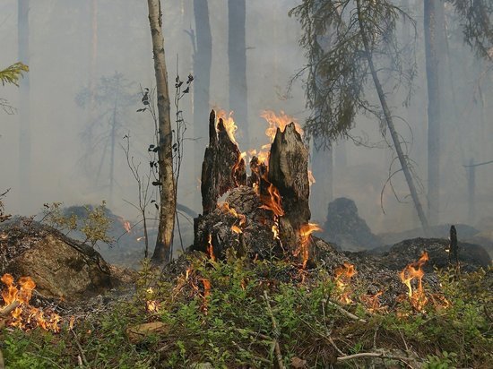 Лес загорелся в Пуровском районе Ямала