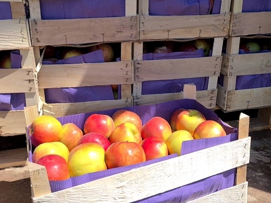 Попытка ввести в Россию через Смоленскую область 20 тонн санкционных фруктов закончилась неудачей