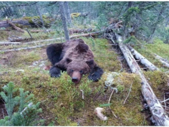 Спасатель из Хакасии рассказал, можно ли спастись в лесу от медведя