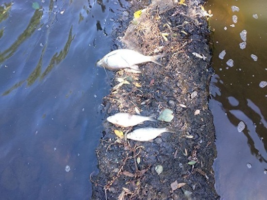 В реке Ай массово гибнет рыба