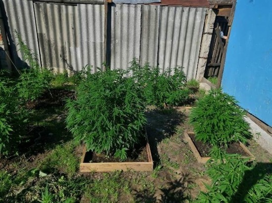 Смолянин выращивал на своем участке 26 кустов «травки»