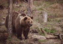 В юге Красноярского края, в национальном парке «Ергаки», 21 июня медведь загрыз 16-летнего подростка, который в одиночку отправился за продуктами для туристов из стационарного палаточного лагеря в урочище Тушканчик
