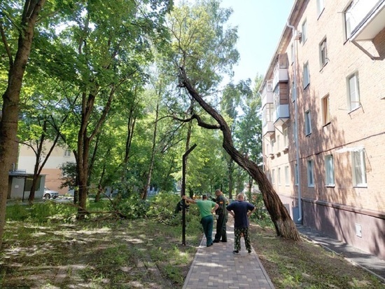 В Белгороде обрезают ветви деревьев, закрывшие дорожные знаки