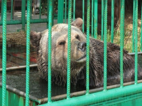 Ярославским медведям налили прохладные ванны