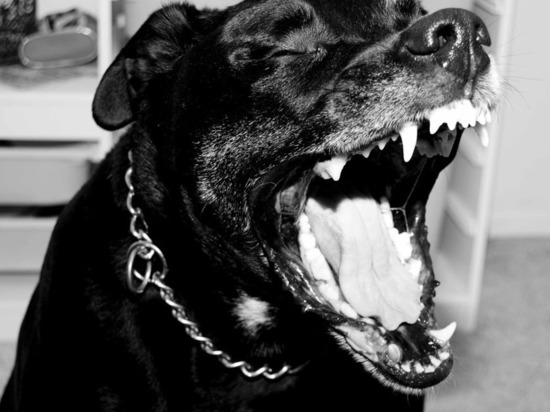 В Смоленске ротвейлер накинулся на женщину и искусал ей руки