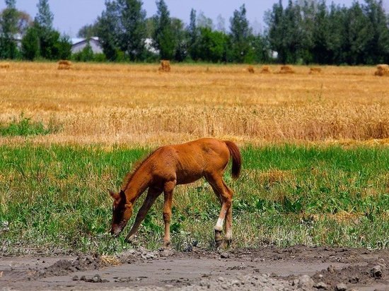Тюменские предприниматели узнали, как развивать сельский туризм