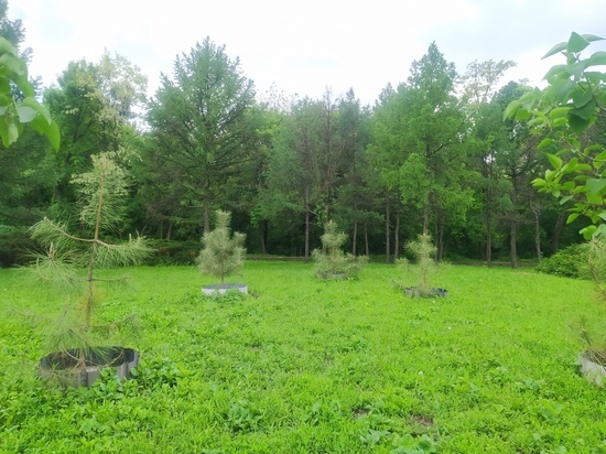 В ДНР стало на 45 гектаров леса больше