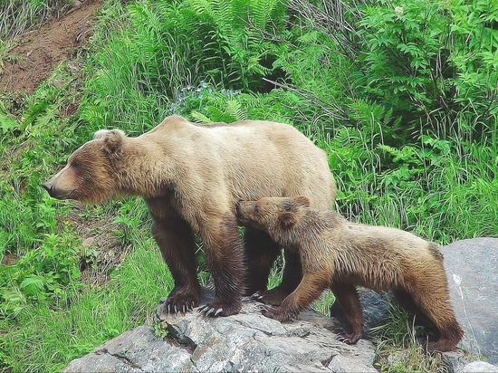 Тушившие лес пожарные спасались от медведей в 6 км от Читы