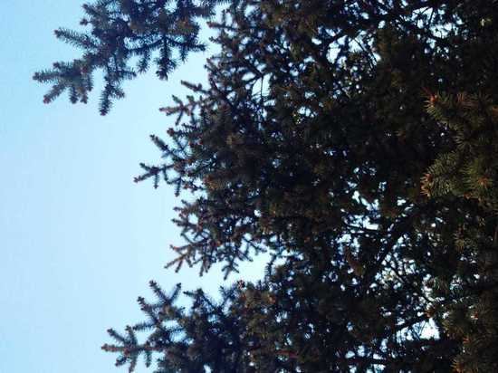 В Хабаровском крае оперились фазаны, а зайчата покидают родные норы