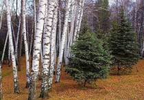 Сотрудниками правоохранительных органов в Чаинском районе Томской области начато уголовное производство по факту вырубки леса