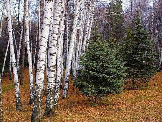 В Чаинском районе Томской области ищут нелегальных лесорубов, спиливших берёзы и ели на 6 млн рублей