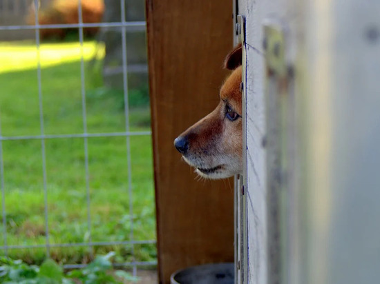 Собачий приют откроется в этом году в Шимановске