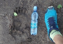 Красноярец Дмитрий Резвов поделился на своей странице в соцсети фотографиями медвежьих следов
