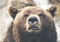В Лесосибирске около 20 вечера 24 июня в районе улицы Котовского был замечен медведь