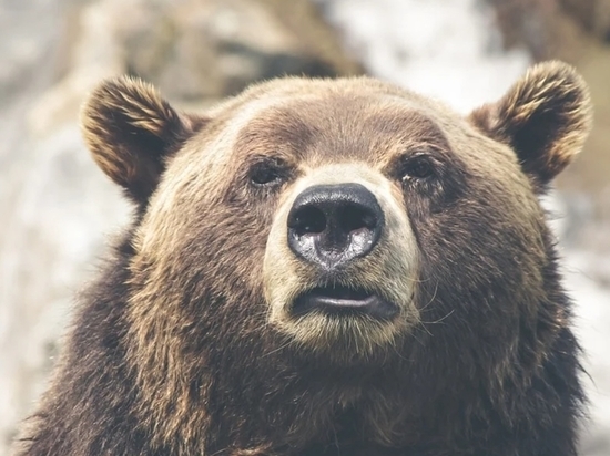 В Лесосибирске застрелили вышедшего в город медведя