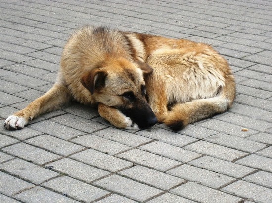 «Пнул со всей силы в живот»: обидевший бездомного пса мужчина возмутил жителей Первомайского района Новосибирска