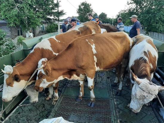 Около 40 коров эвакуировали из села Марково из-за паводка