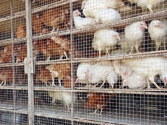 60 фазанов и кур умирают от жары в припаркованном в Петрозаводске фургоне