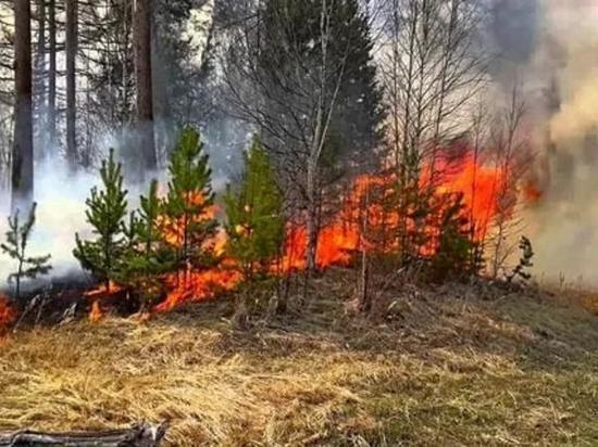 В Цимлянском районе осудили угонщика, по вине которого сгорел лес