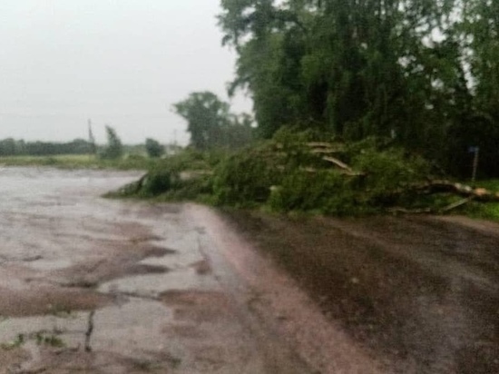 Трасса Великие Луки – Невель оказалась заблокирована из-за поваленных деревьев