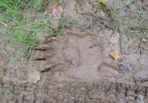 В «Инстаграме» красноярского экопарка «Гремячая грива» опубликован снимок медвежьих следов, которые обнаружил во время пробежки спортсмен один из местных жителей