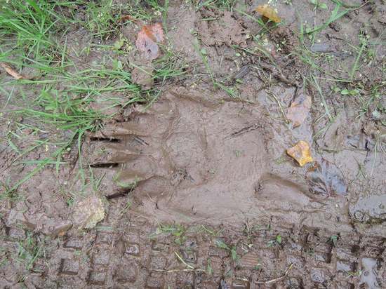 В дикой части экопарка «Гремячая грива» обнаружены следы медведя