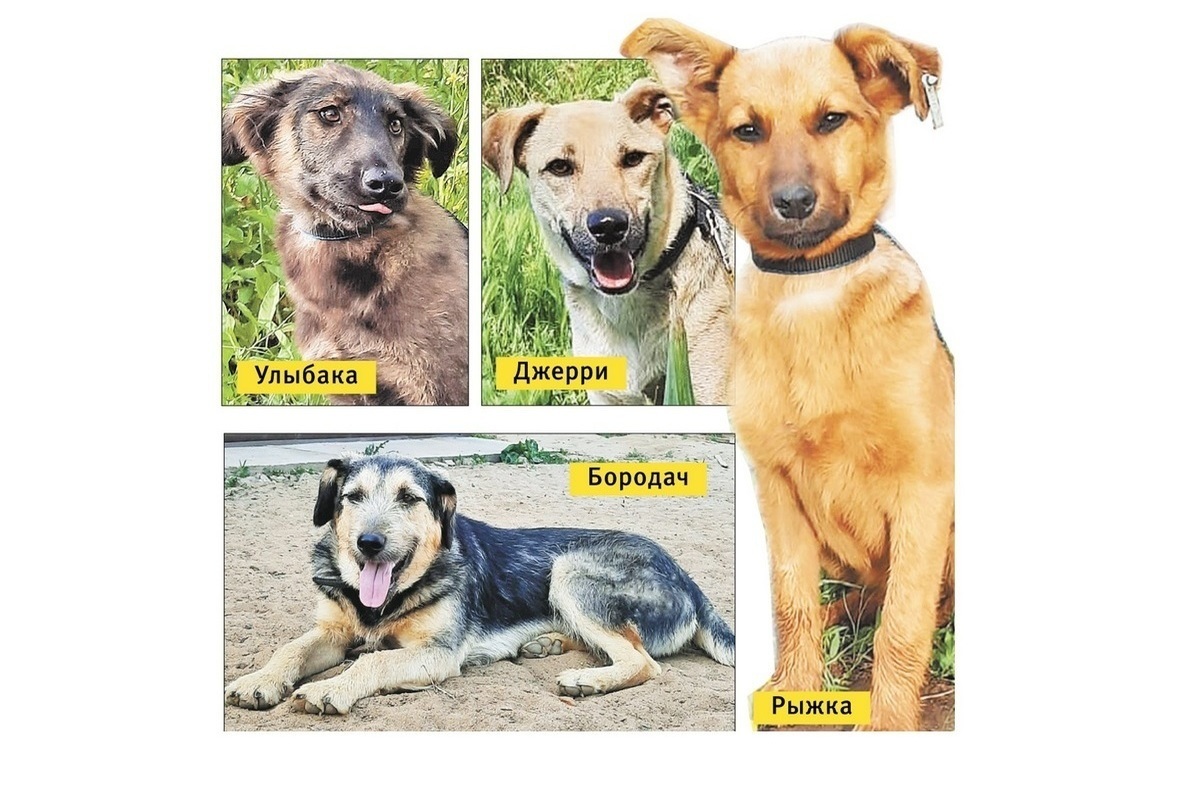 Собаки 4 группы