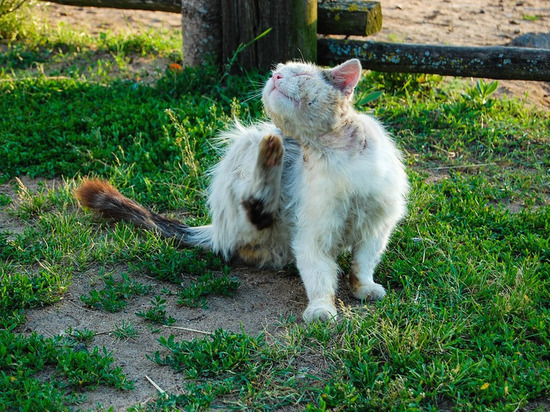В Смоленске нашли следы расправы над дворовыми кошками
