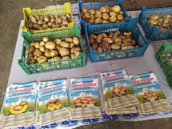 Ставропольские аграрии экспериментируют с отечественным картофелем