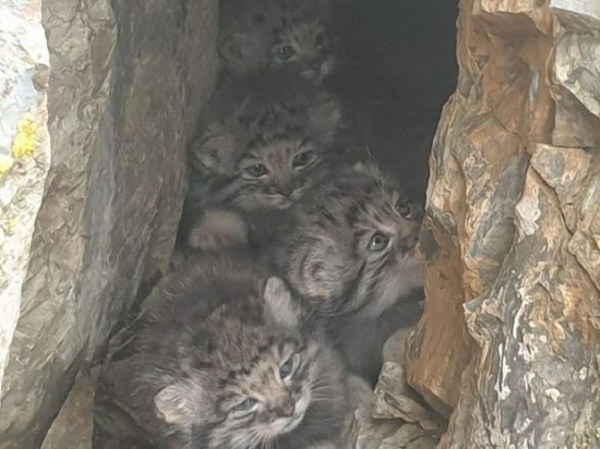 Неожиданная встреча: в Республике Алтай обнаружили логово диких кошек