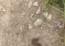 Житель Красноярска 27 июня на Монастырской тропе увидел ползущую небольшую змею