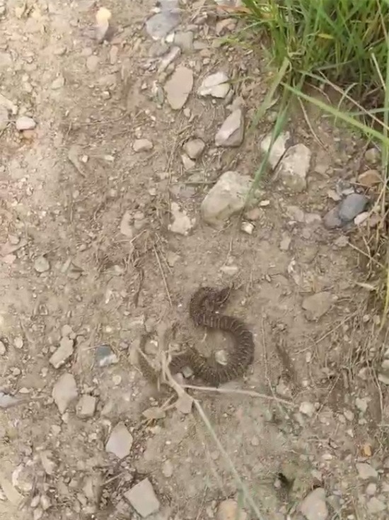 Змея попала на видео на Монастырской тропе в Красноярске