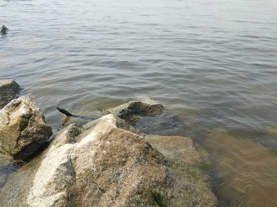 Уровень Амура у Комсомольска-на-Амуре 12-14 июля поднимется до 600 сантиметров