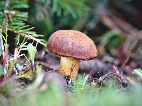 Белый гриб и лисички начали собирать в лесах Новосибирска