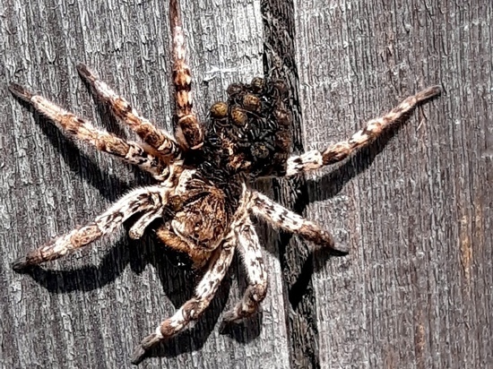 Забайкальского тарантула с детенышами обнаружили жители Новокручининска на даче