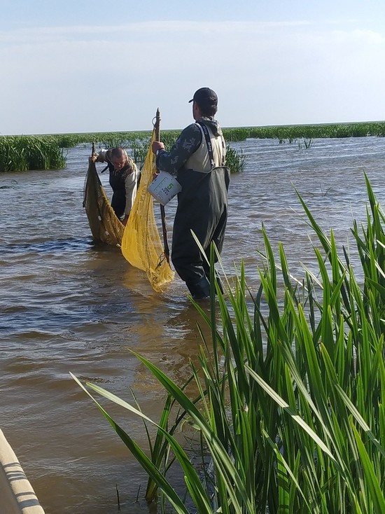В Астраханском водоеме обнаружили новый вид рыбы