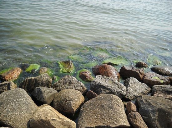 В Татарстане бороться с сине-зелеными водорослями запустят хлореллу