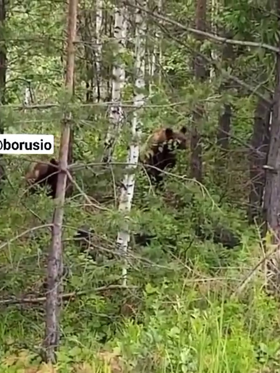 Медведи попали на видео рядом с Назарово в Красноярском крае