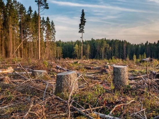 Брянские арендаторы леса вырубили деревья на 700 тысяч рублей