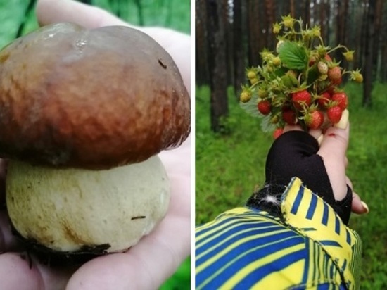 Гриб боровик и земляника появились в лесах Новосибирска