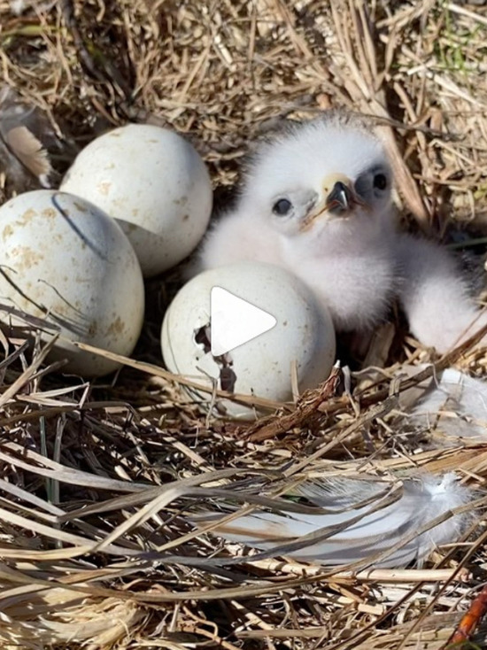 «Песню» новорожденного птенца мохноногого канюка запечатлели на видео ученые в ЯНАО