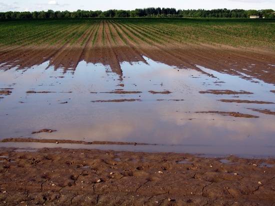 В Приамурье от паводка пострадало 35 тысяч гектаров посевов